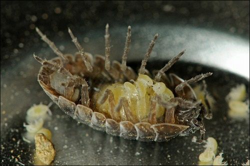 ダンゴムシの餌 飼い方 生態 卵 寿命 種類 脱皮 害や駆除方法