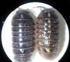 ダンゴムシの餌 飼い方 生態 卵 寿命 種類 脱皮 害や駆除方法
