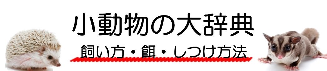 カワウソの種類と値段 性格 寿命 生息地 はじめて飼う方へ カワウソの種類と値段 性格 寿命 生息地 はじめて飼う方へ