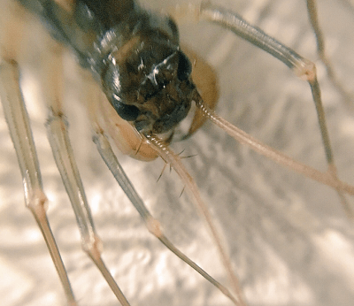 ゲジゲジの侵入経路8つと 駆除 対策7選 益虫なの 幼虫や毒性 画像