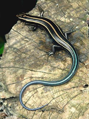 カナヘビが3分でわかる 種類や寿命 ﾄｶｹﾞ ﾔﾓﾘとの違い 冬眠