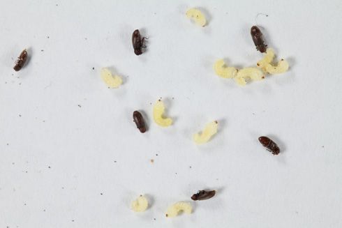 シバンムシの駆除法6つと予防法7選 幼虫 卵どこから沸くの